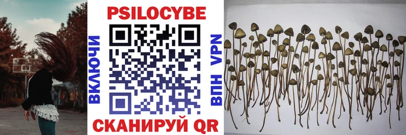Галлюциногенные грибы Psilocybe  маркетплейс как зайти  Махачкала 